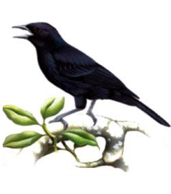 Pássaro Preto